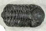 Bargain, Austerops Trilobite - Ofaten, Morocco #287586-1